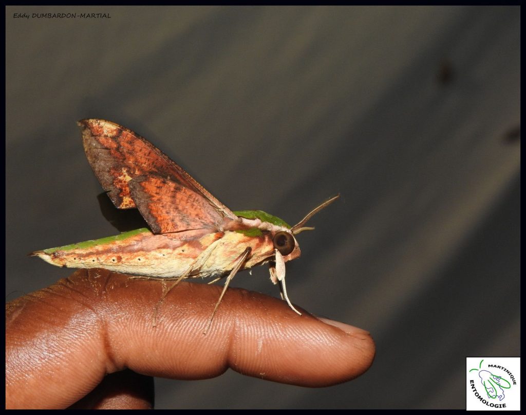 Les papillons de nuit de la Montagne Pelée. Le sphinx Xylophanes chiron