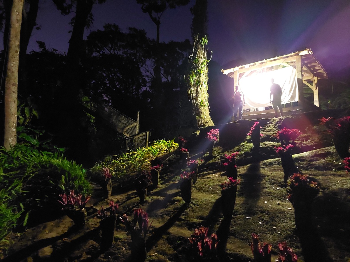 Sortie chasse de nuit au Jardin de Balata organisée par l'Association Martinique Entomologie