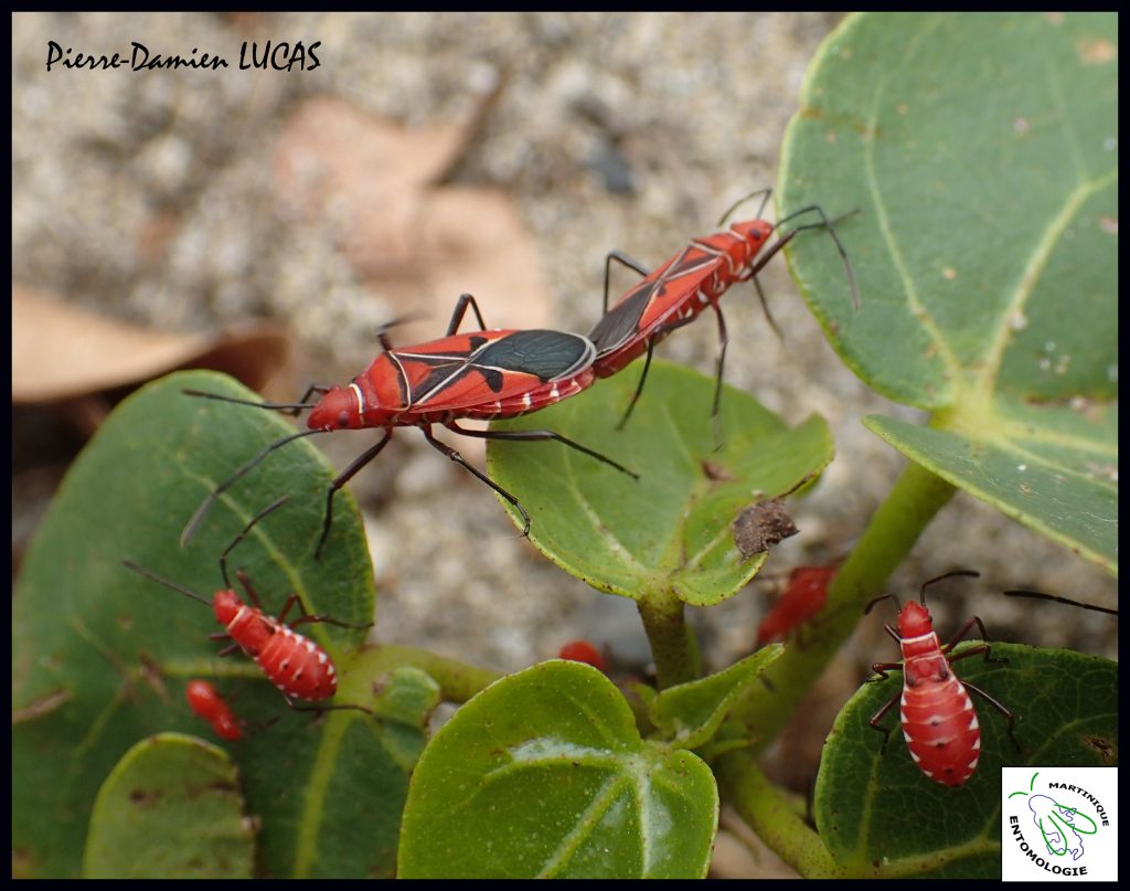 Punaises Dysdercus-Auteur P-D LUCAS-Madiana-Schoelcher-avril 2015