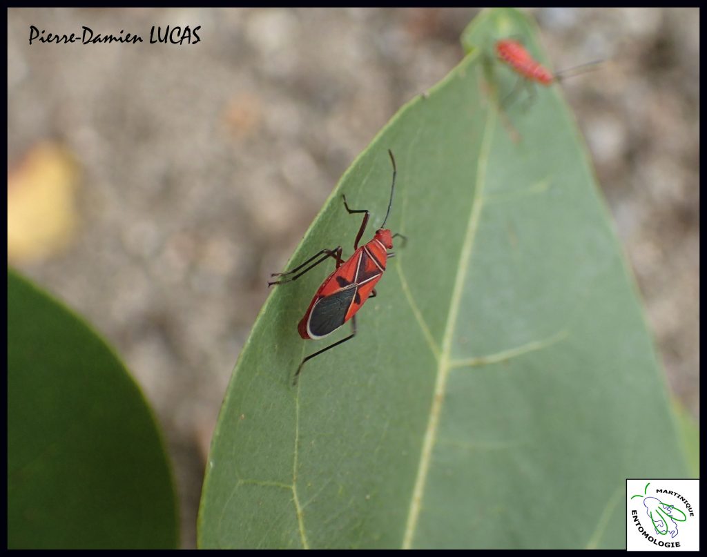 Punaises Dysdercus-Auteur P-D LUCAS-Madiana-Schoelcher-avril 2015