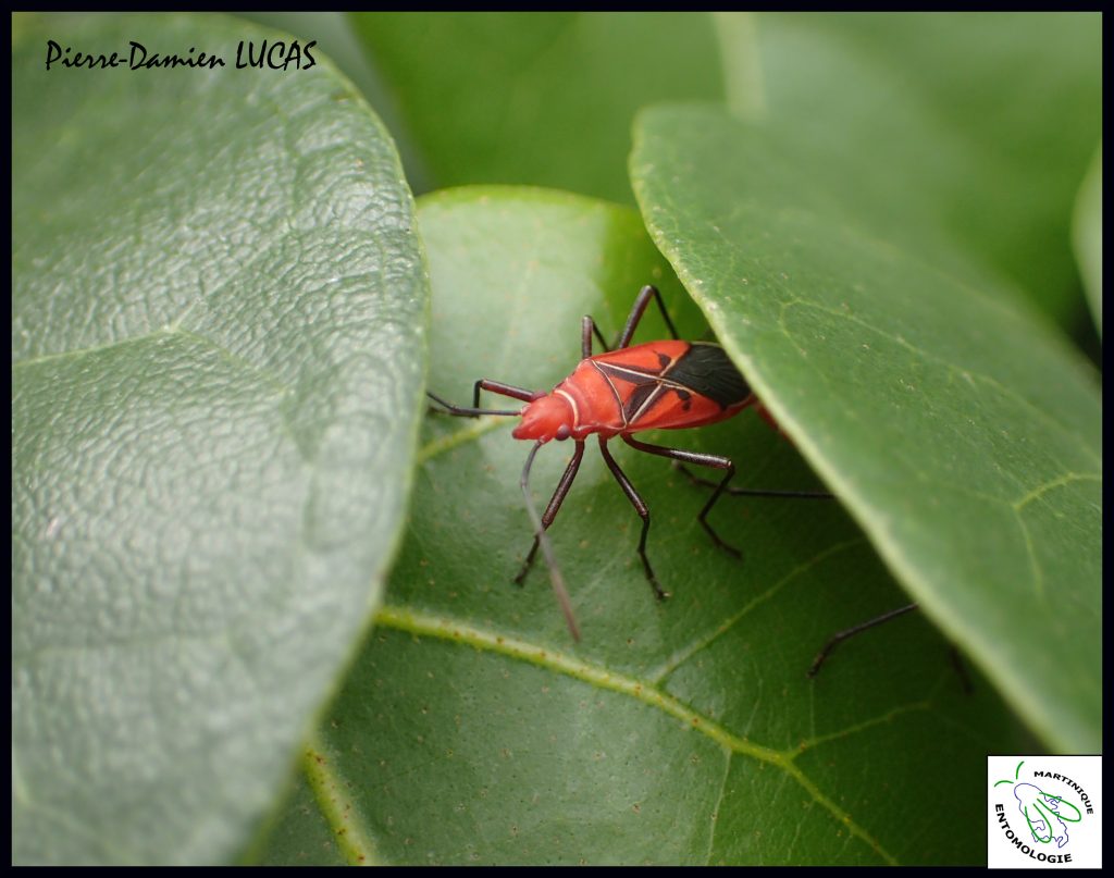 Punaises Dysdercus-Auteur P-D LUCAS-Madiana-Schoelcher-avril 2015