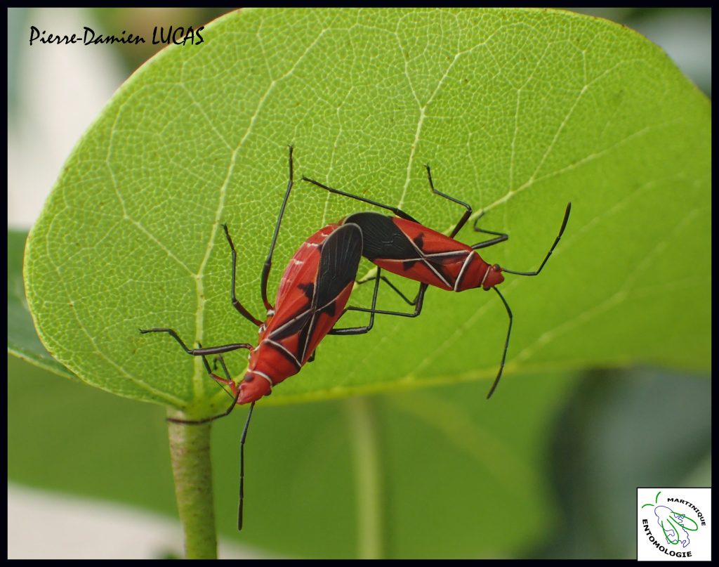 Punaises Dysdercus-Auteur P-D LUCAS-Madiana-Schoelcher-avril 2015