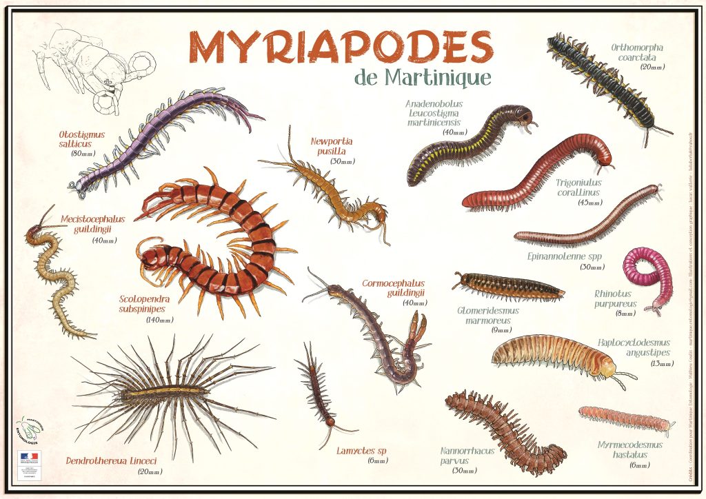 Les projets de l'association Martinique Entomologie : Poster des myriapodes issu du projet étude des myriapodes de Martinique