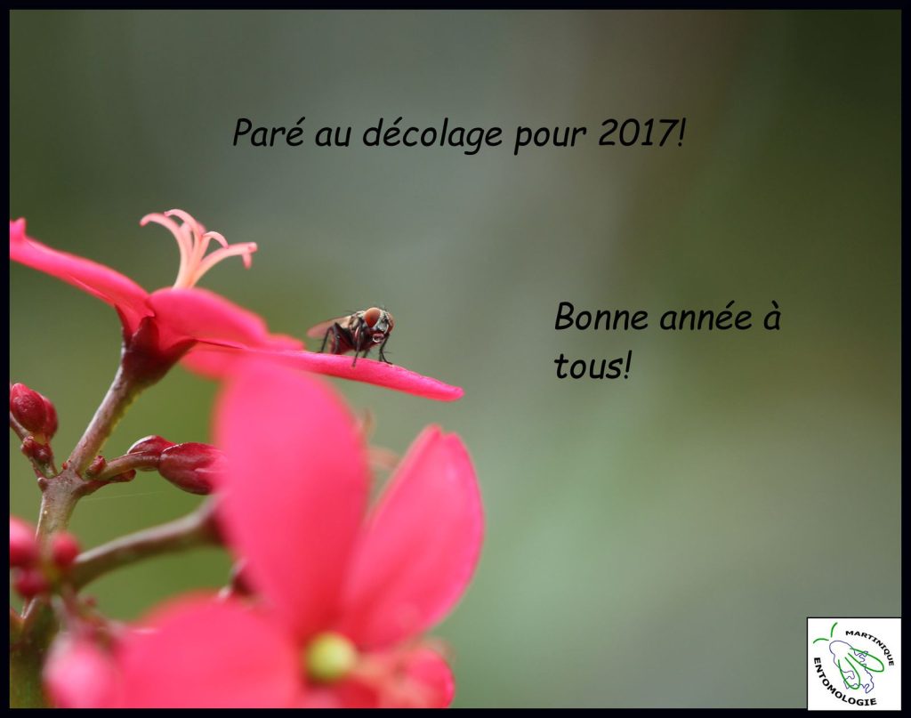 Bonne année 2017