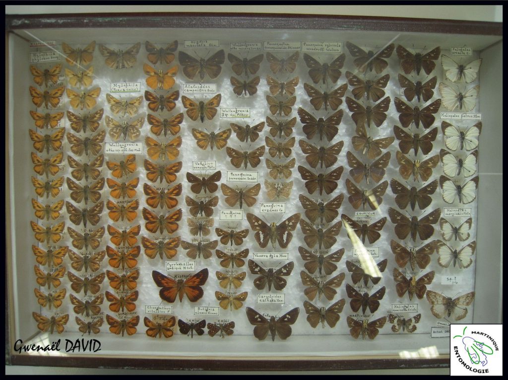 La collection Georges BRANGER (Muséum d’Histoire Naturelle de LYON) Des papillons de Martinique dans les Muséums métropolitains