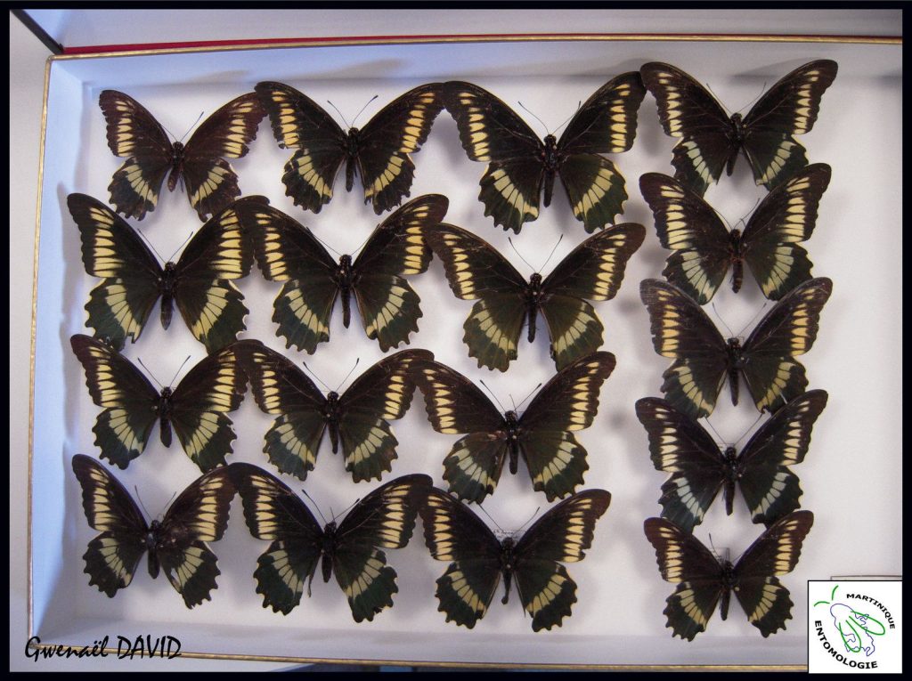 La collection Georges BROQUET (Muséum d’Histoire Naturelle de Nantes) Des papillons de Martinique dans les Muséums métropolitains