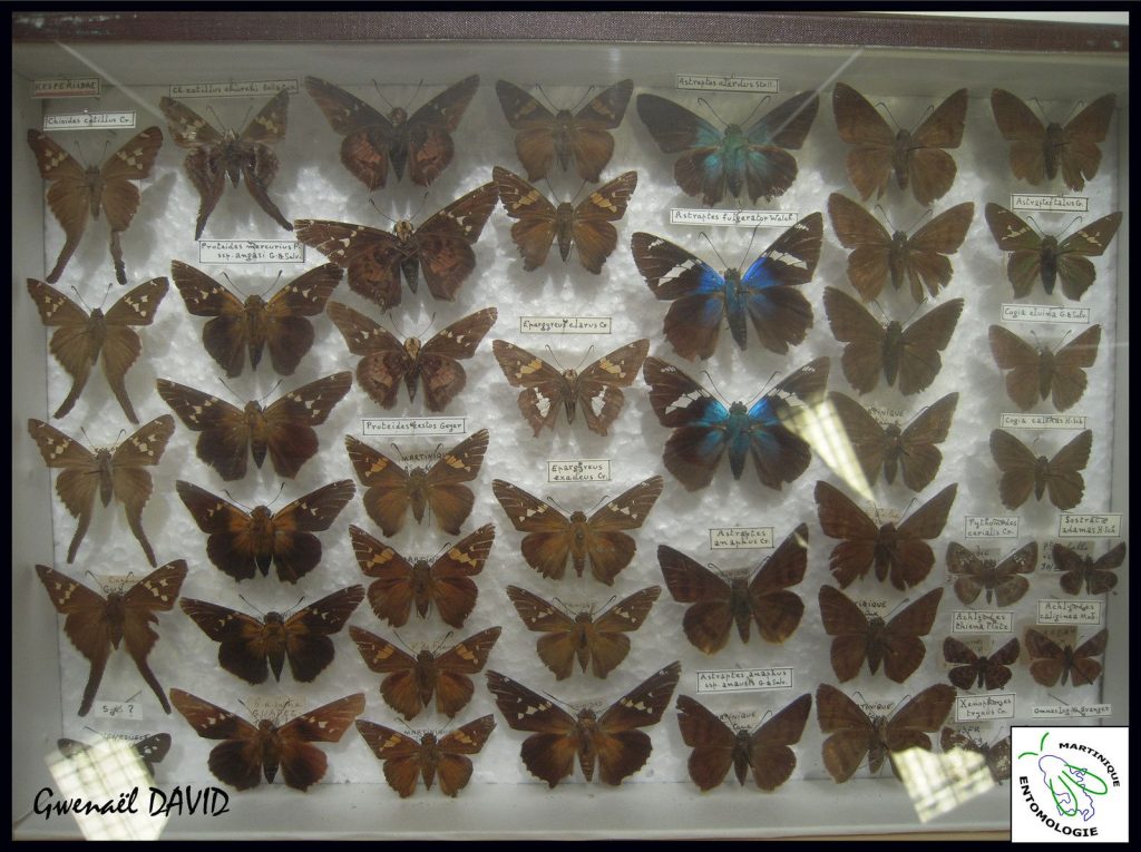 La collection Georges BRANGER (Muséum d’Histoire Naturelle de LYON) Des papillons de Martinique dans les Muséums métropolitains