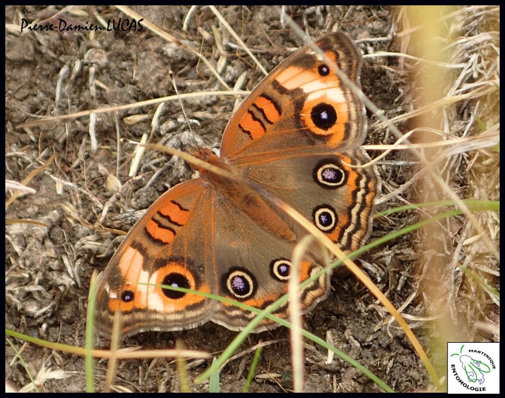 Junonia evarete et ses "yeux" dessinés sur ses ailes Participons tous à l'atlas des papillons