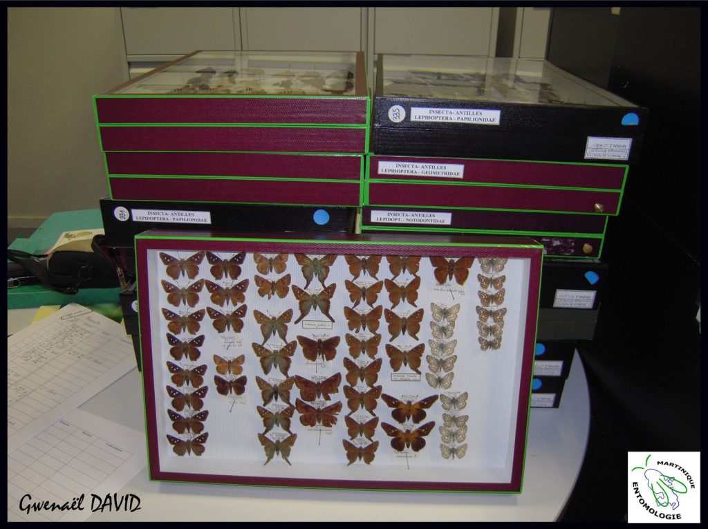 La collection Georges BROQUET (Muséum d’Histoire Naturelle de Nantes) Des papillons de Martinique dans les Muséums métropolitains