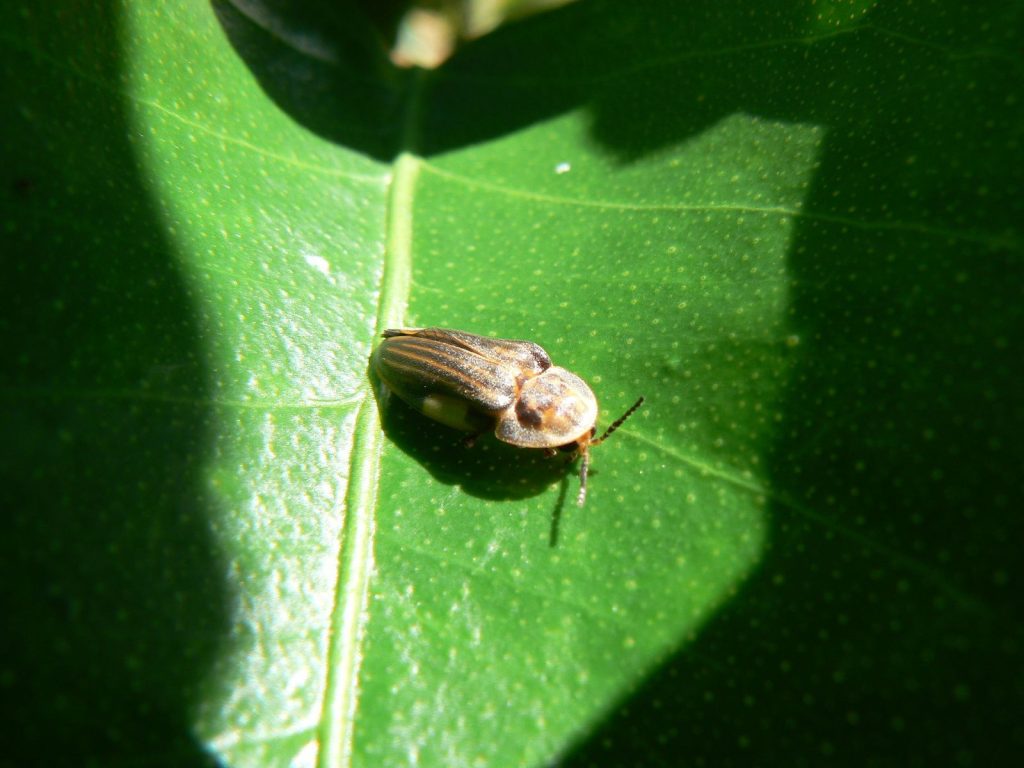 Bèt à fé, votre guide dans le monde des insectes martiniquais