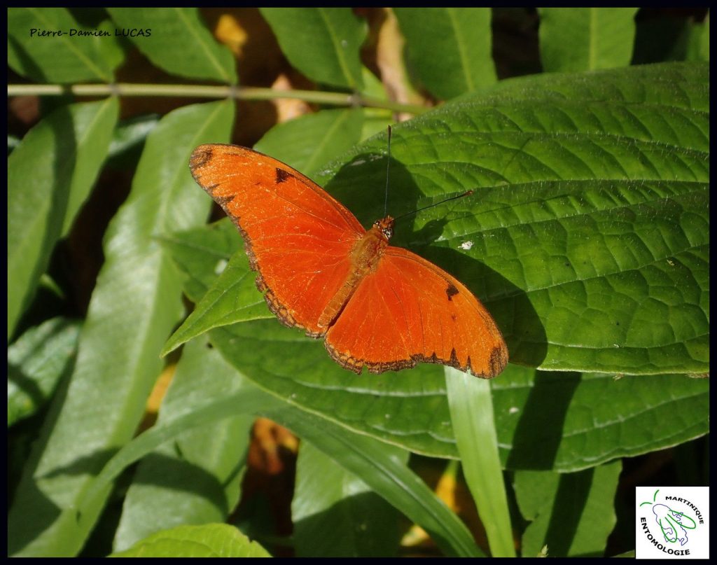 atlas des papillons de jour de la Martinique Le flamme, Dryas iulia