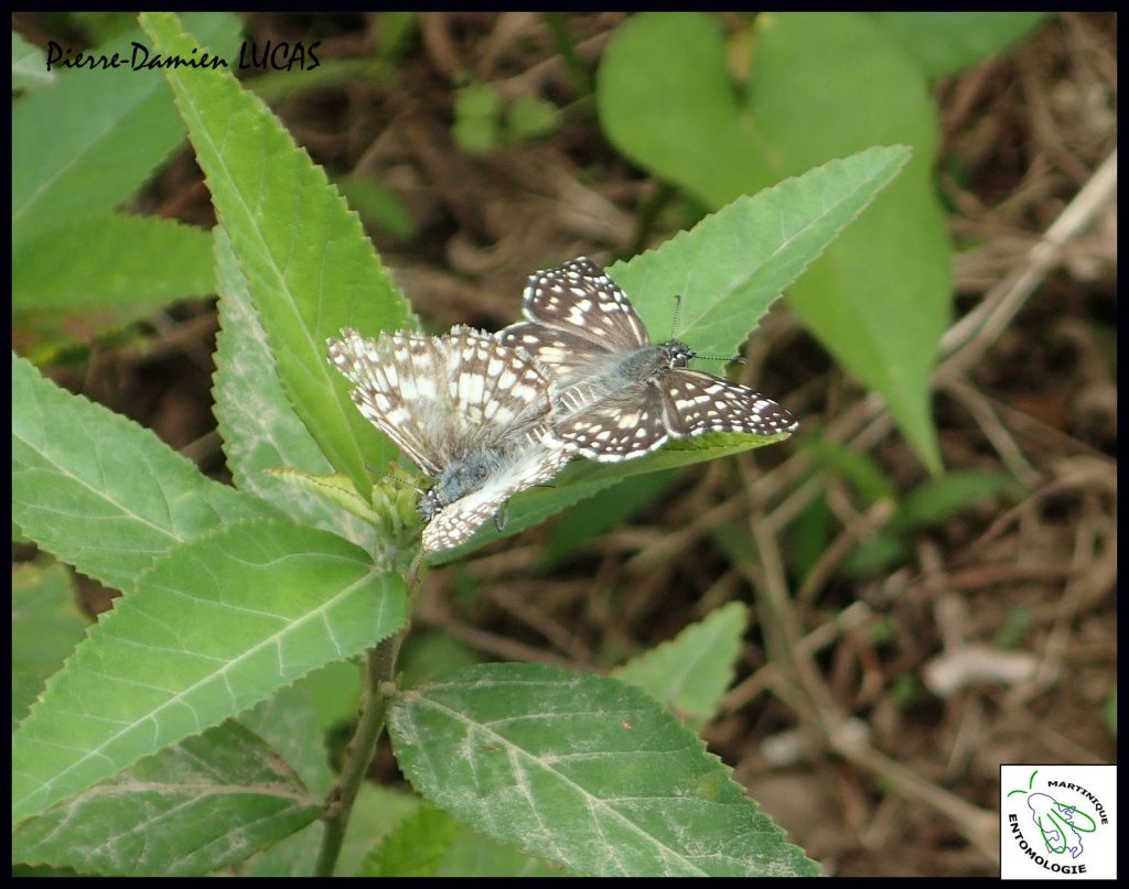 Les papillons à la une