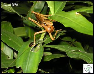 Lire la suite à propos de l’article Cabrit-bois et cricris