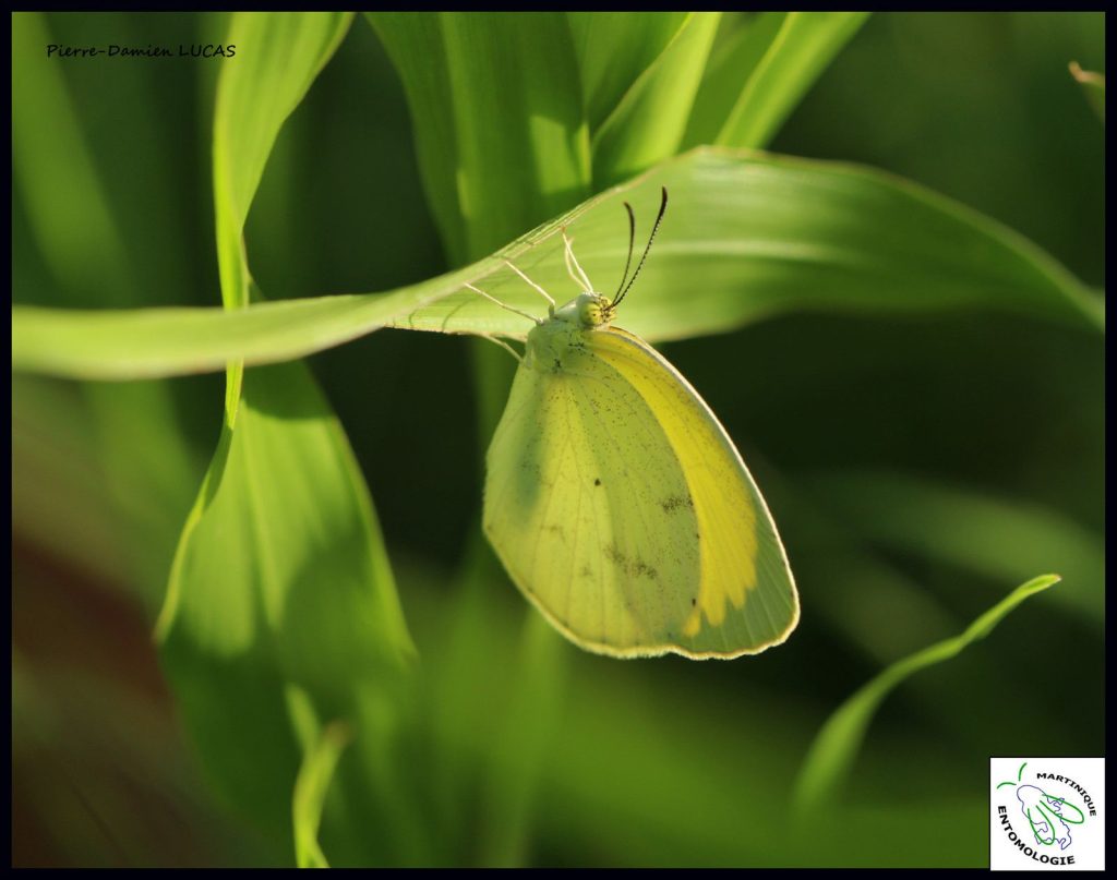 le Souffré bicolore (Eurema venusta) atlas des papillons de jour de la Martinique