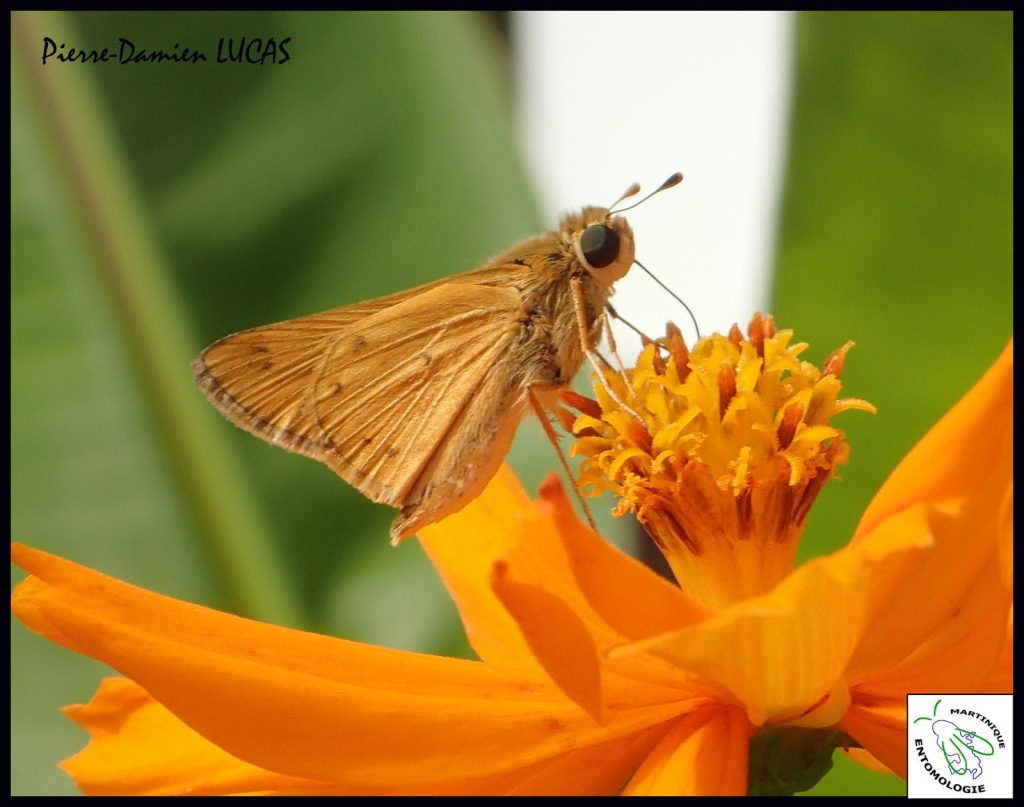 L'hespérie fauve (Hylephila phileus) - Programme 2018 des sorties de l'association