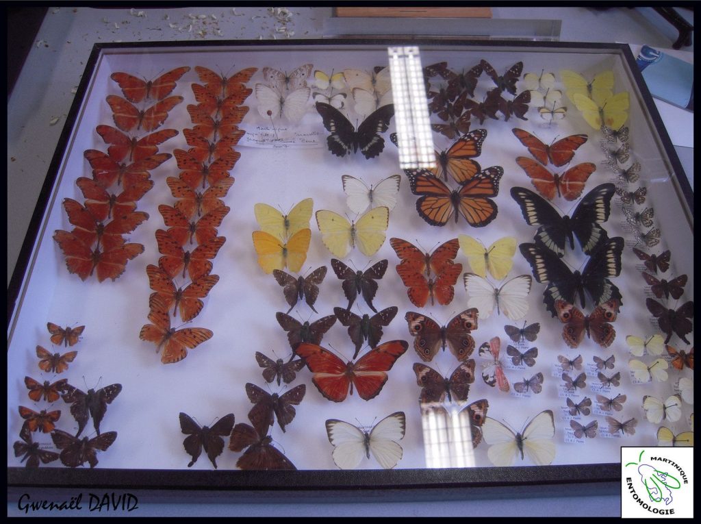 - La collection Jacques PIERRE (Muséum National d’Histoire Naturelle) Des papillons de Martinique dans les Muséums métropolitains