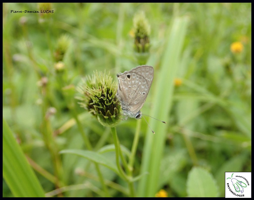 Le Thécla de la Guimauve (Strymon bubastus) atlas des papillons de jour de la Martinique