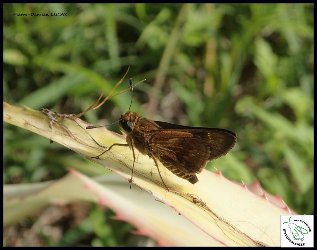 l'hespérie rousse (Nyctelius nyctelius agari) atlas des papillons de jour de la Martinique