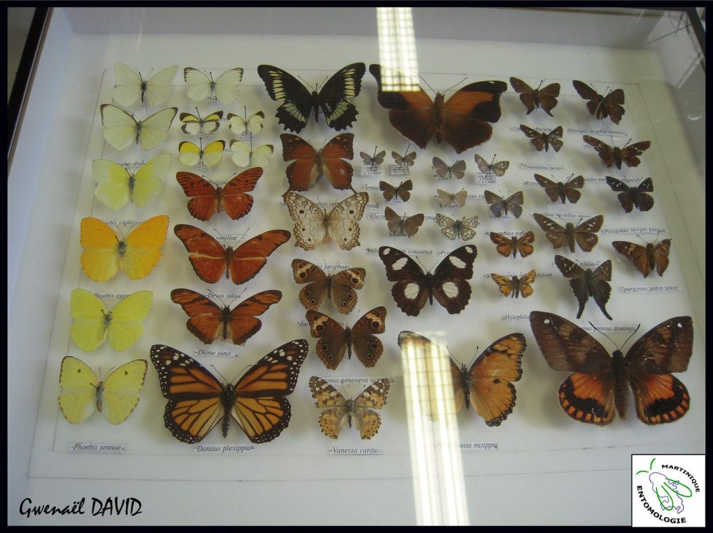 - La collection Jacques PIERRE (Muséum National d’Histoire Naturelle) Des papillons de Martinique dans les Muséums métropolitains