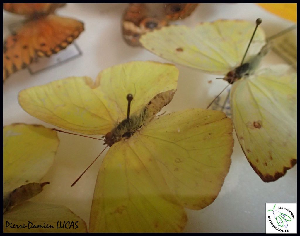 Des insectes à la Fête de la science