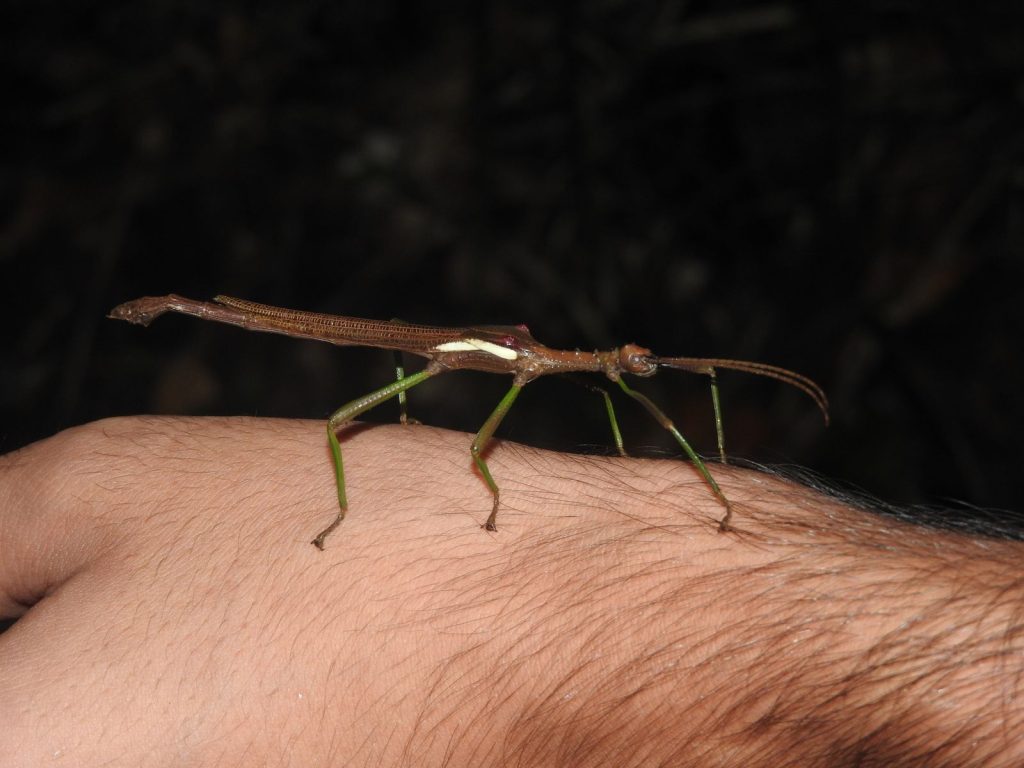 Le phasme Diapherodes martiniscencis, endémique de Martinique