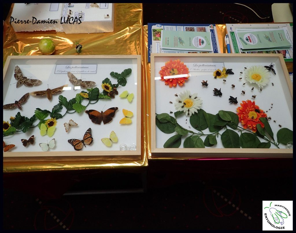 Des insectes à la Fête de la science