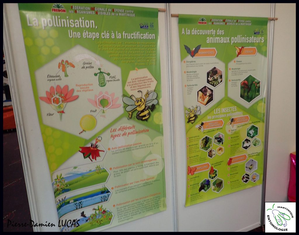 Des insectes à la Fête de la science