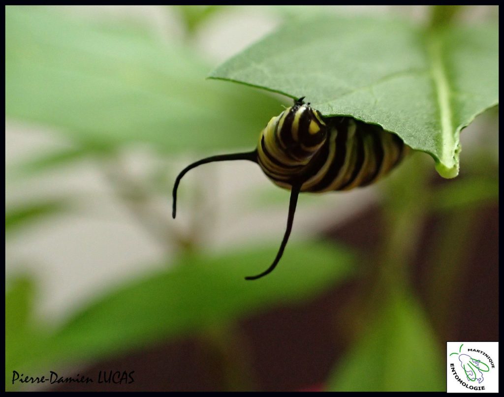 Des insectes à la Fête de la science