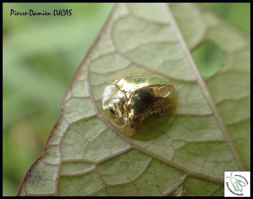 La casside dorée qui change de couleur en fonction de son humeur