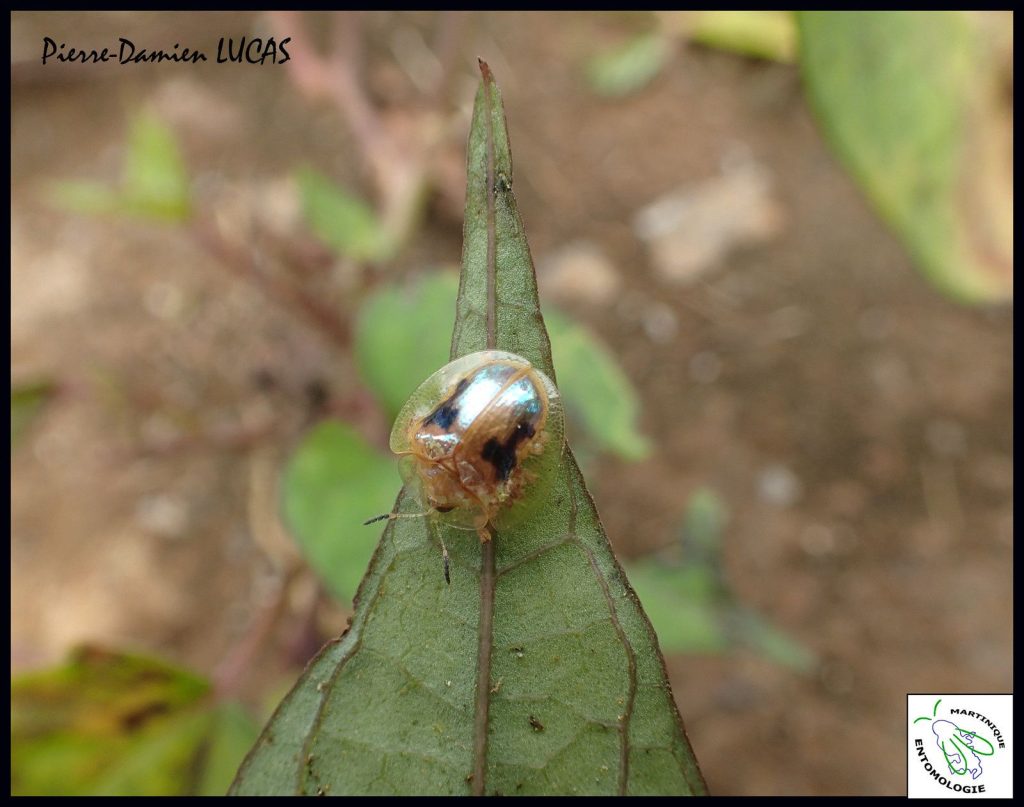 Casside dorée - Inventaires des insectes des Znieffs de Martinique