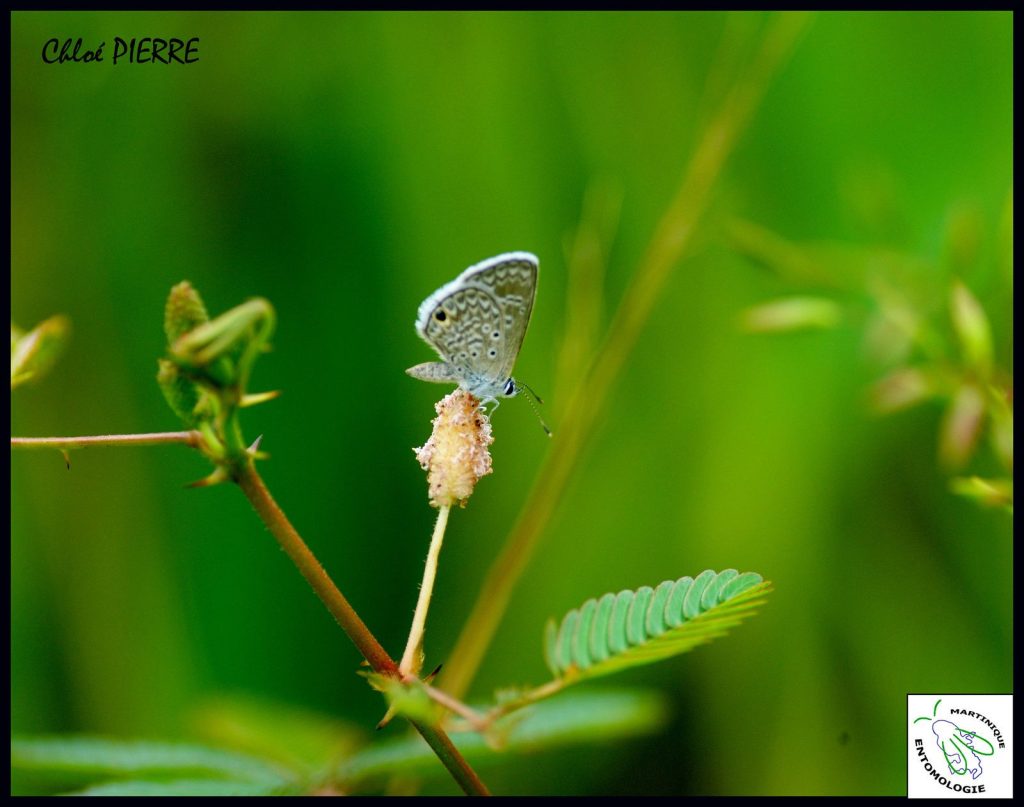 hemiargus-hanno-centre-de-tir-fort de france Découvrir les papillons de jour à Balata