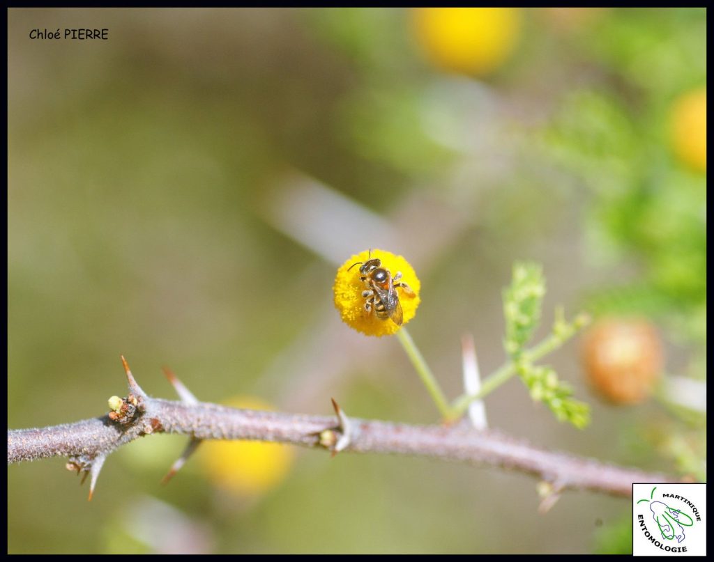 L'abeille Exomalopsis similis Les abeilles des Salines