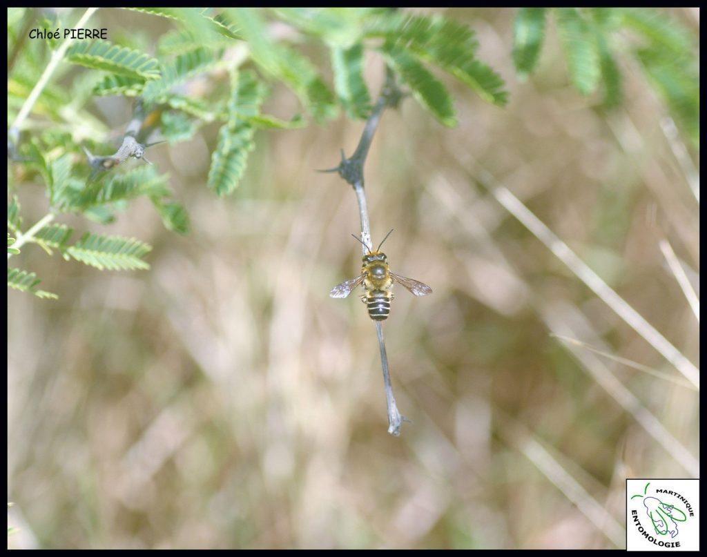 Les abeilles des Salines L'abeille Megachile vitraci