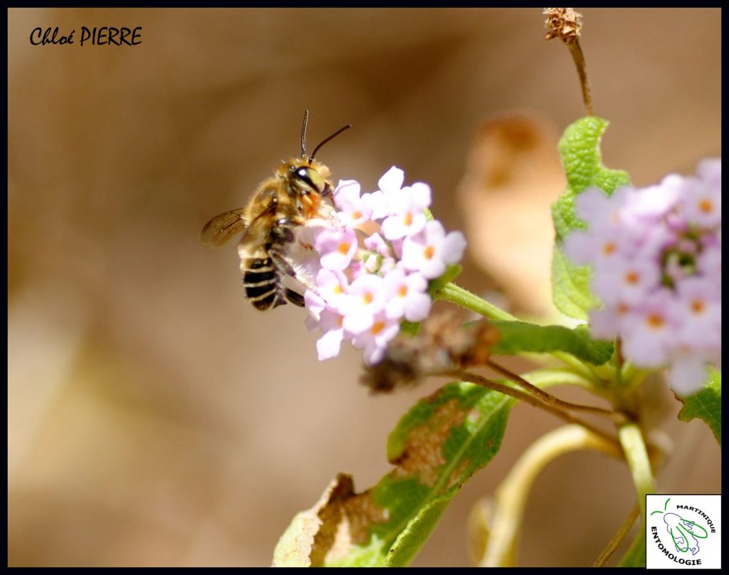 Sortie sur les pollinisateurs de la Caravelle megachile-vitraci-sur-lantana-involucrata