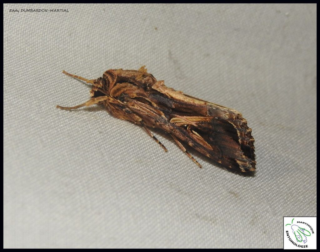 Les papillons de nuit de la Montagne Pelée. Spodoptera dolichos