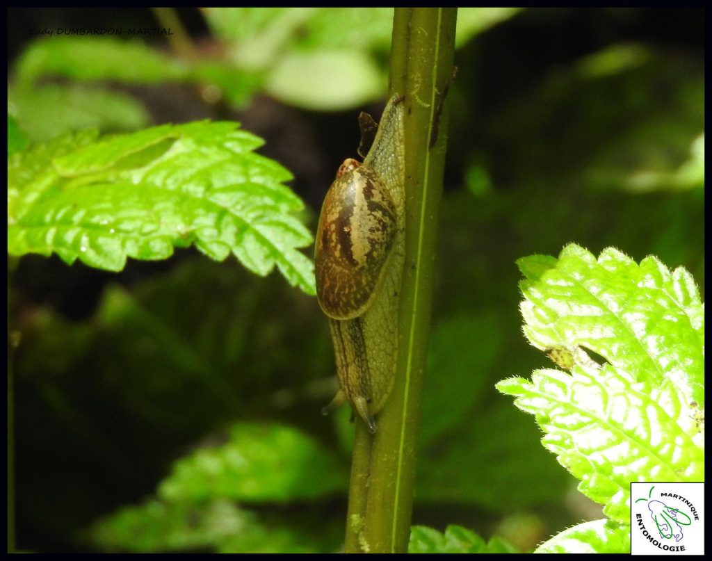 Une petite bête à coquille, Amphibulima rubescens,espèce endémique de Martinique