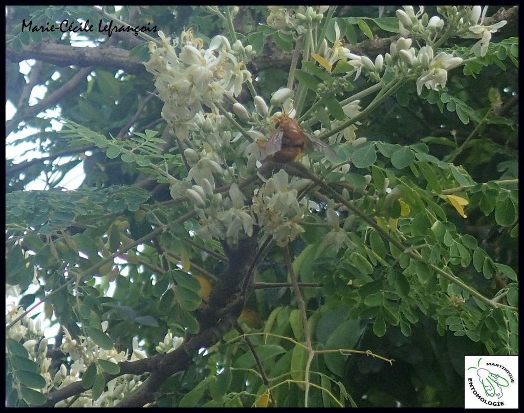 Un vonvon mâle, couleur or, butinant dans des fleurs de moringa _ Adoptez un vonvon, la suite !