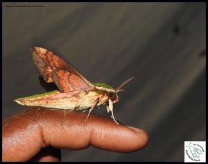 Lire la suite à propos de l’article Les papillons de nuit de la Montagne Pelée