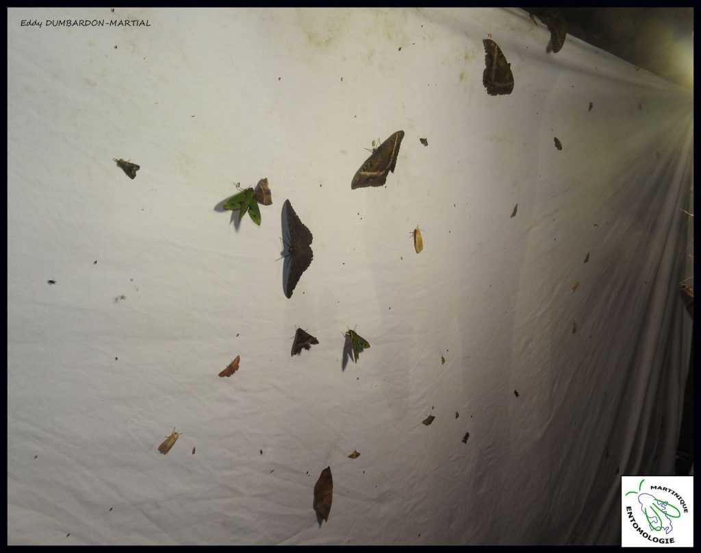 Les papillons de nuit de la Montagne Pelée. le drap blanc d'observation