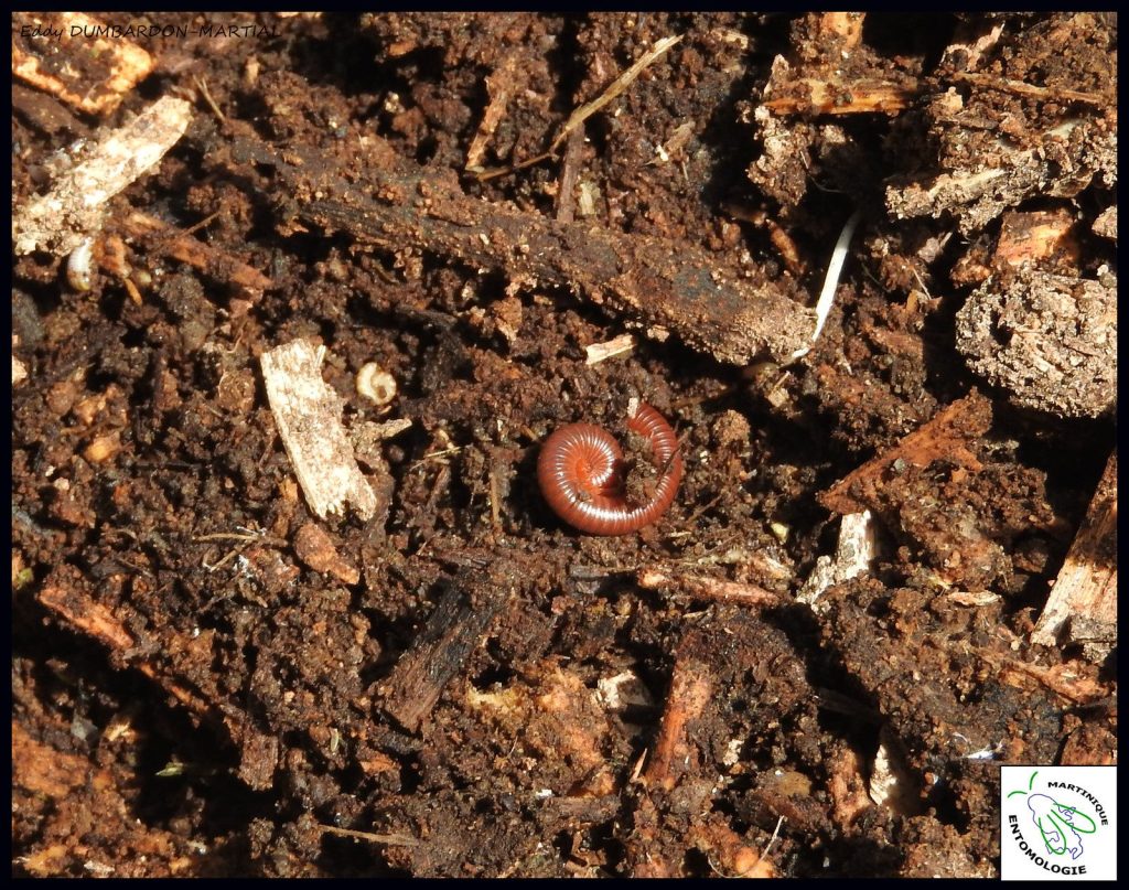 Un iule, ou bèt zorey, un habitant commun du sol