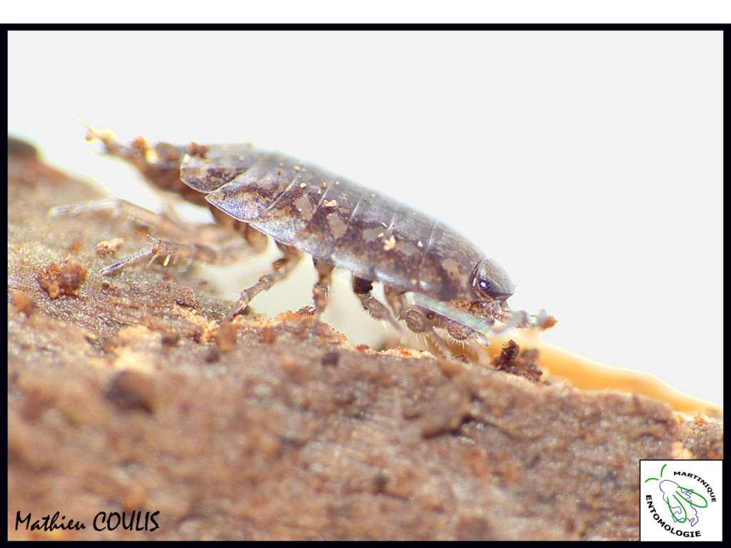 Cette espèce de Philosciidae se rencontre en Martinique dans les forêts mésophiles et hygrophiles de moyenne altitude. On la retrouve par exemple sur les pentes boisées de la montagne Pelée ou dans les forêts du nord de l’ile. Les adultes peuvent mesurer jusqu’à 1 cm de longueur