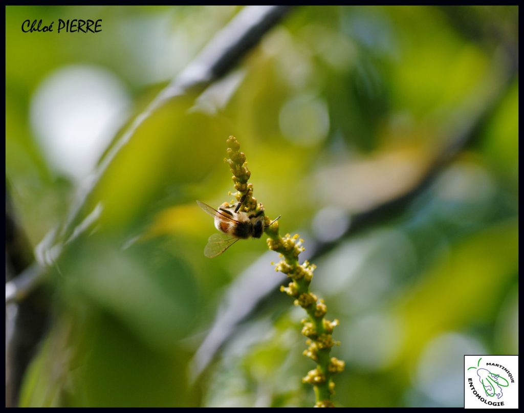 Les pollinisateurs de la Caravelle, l'abeille mellifère