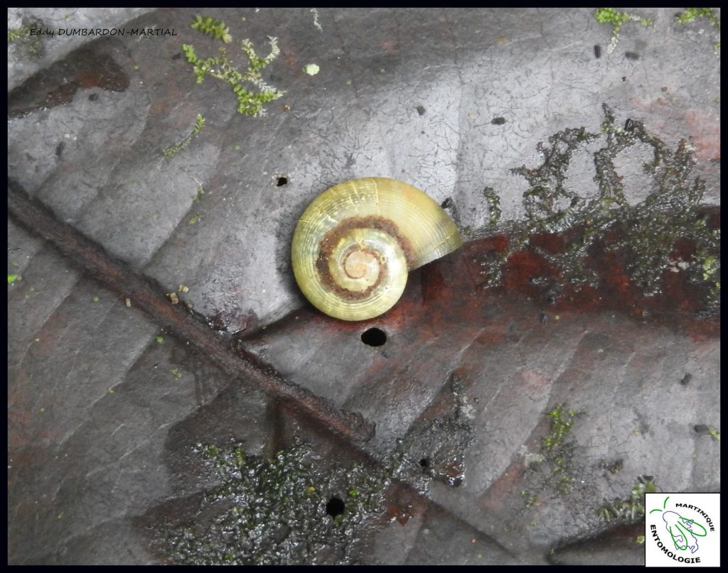 Une petite bête à coquille, Amphicyclotulus martinicensis, espèce endémique de Martinique