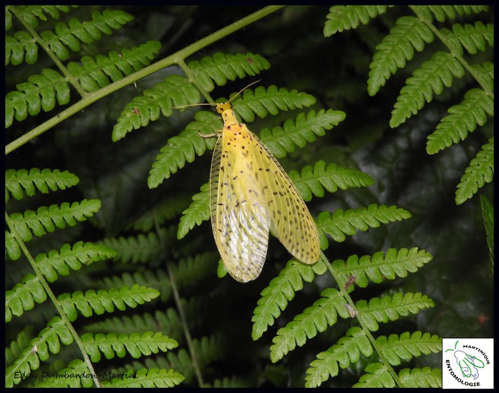 Chloronia antilliensis, le mégaloptère découvert en Martinique en 2017 un nouvel ordre d'insecte en Martinique