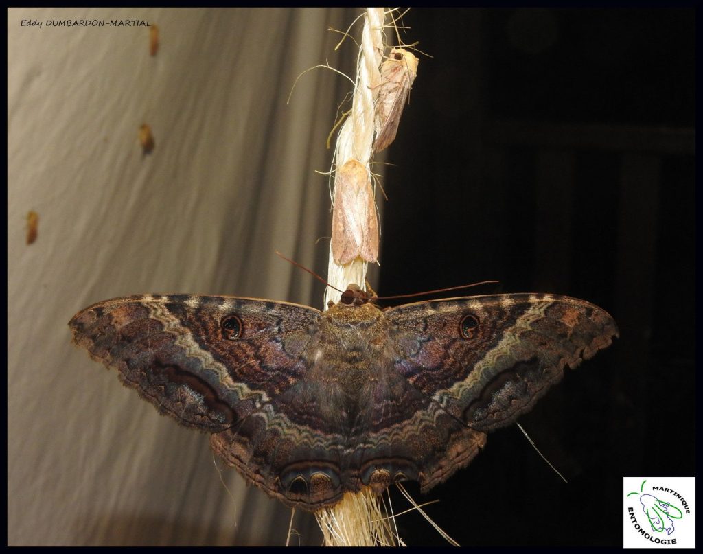 Papillons de nuit de la Montagne Pelée. Ascalapha odorata, le papillon deuil