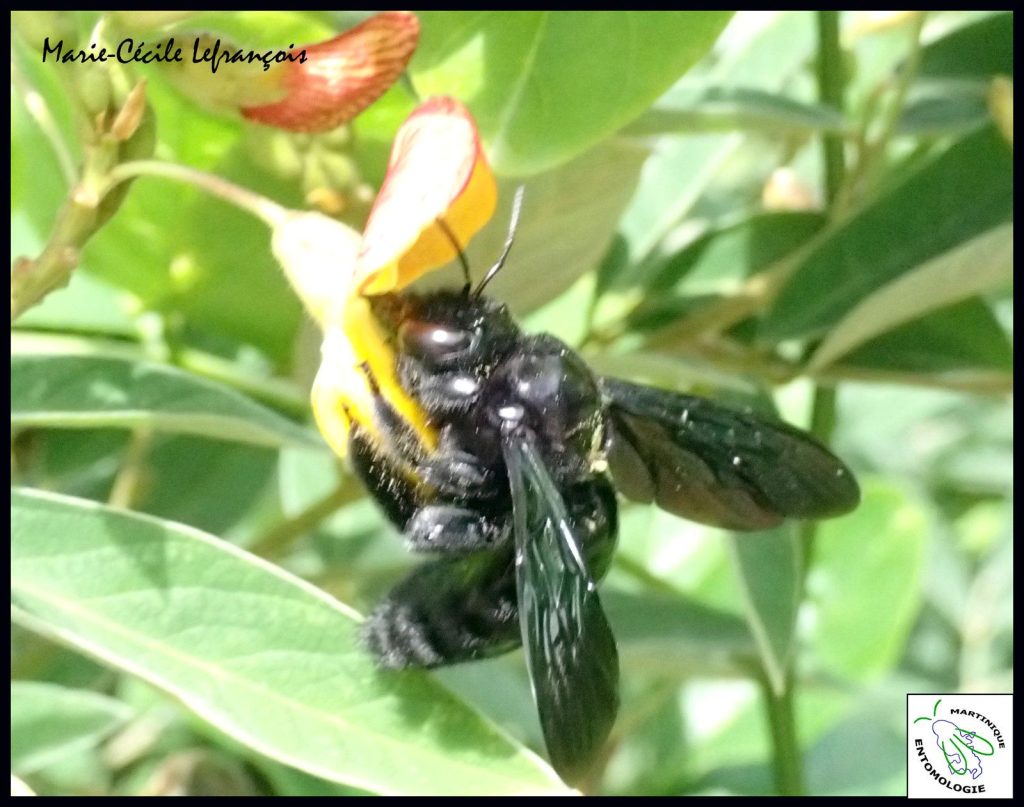 Une femelle vonvon butinant des fleurs de pois d'angole _ Adoptez un vonvon, la suite !