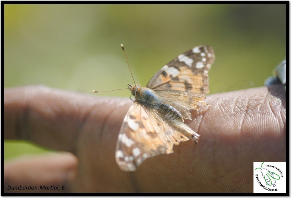 Belles-Dames en Martinique, sur le sommet de la Montagne Pelée en octobre 2013