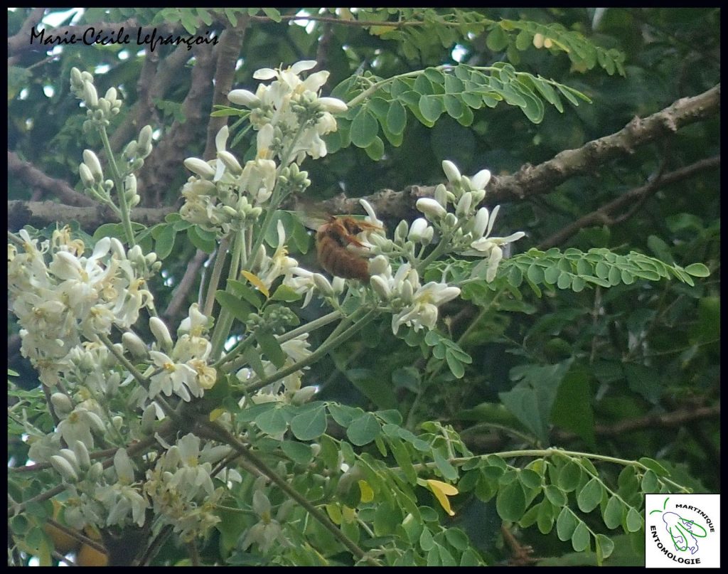 Un vonvon mâle, couleur or, butinant dans des fleurs de moringa _ Adoptez un vonvon, la suite !