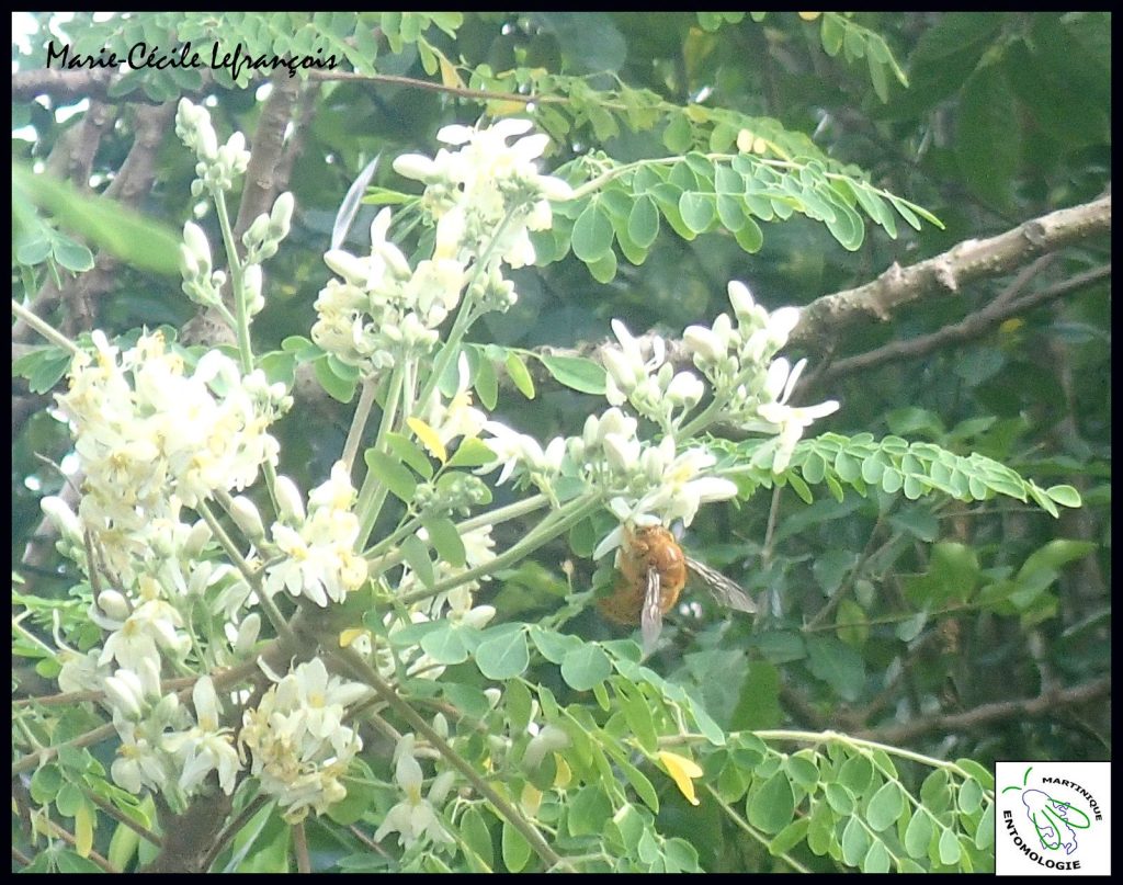 Un vonvon mâle, couleur or, butinant dans des fleurs de moringa _ Adoptez un vonvon, la suite !