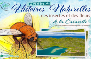 Lire la suite à propos de l’article Petites histoires naturelles des insectes et des fleurs de la Caravelle